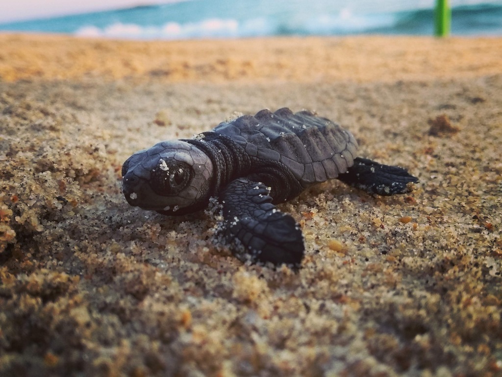 Sea Turtle Hatch Puerto Escondido